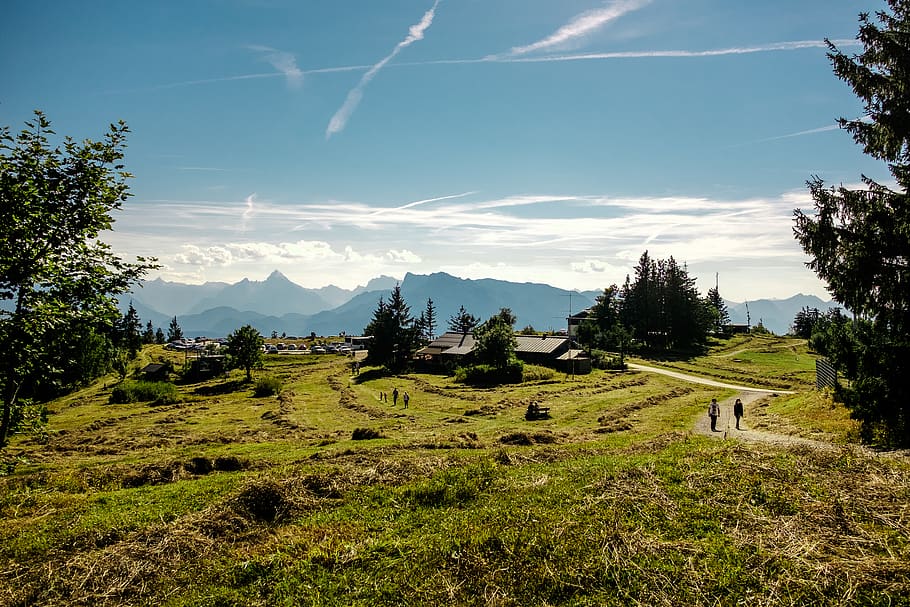 salzburg, austria, gaisberg, mountain, nature, hiking, plant