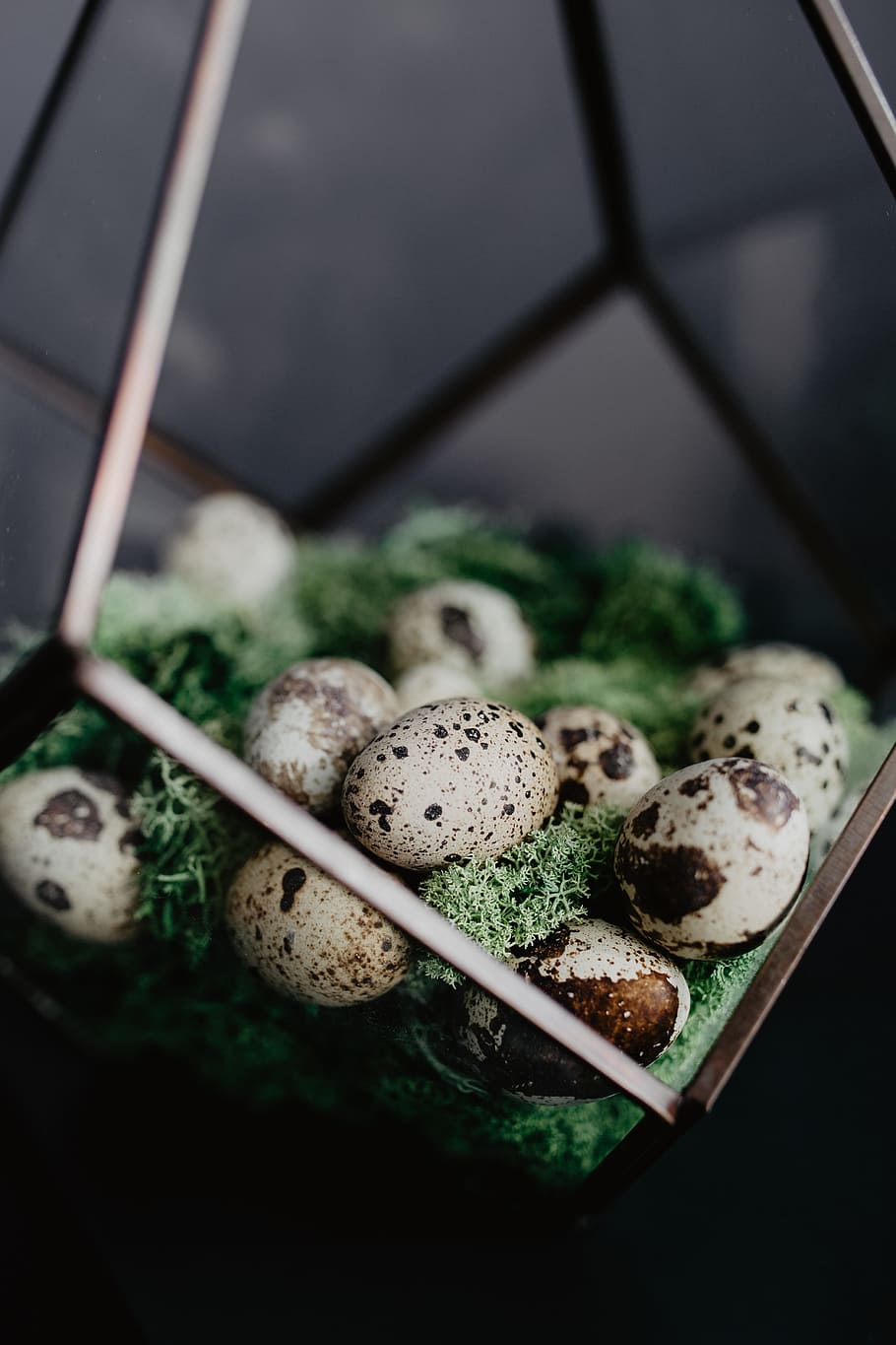 Quail eggs, food, easter, food and drink, freshness, high angle view HD wallpaper