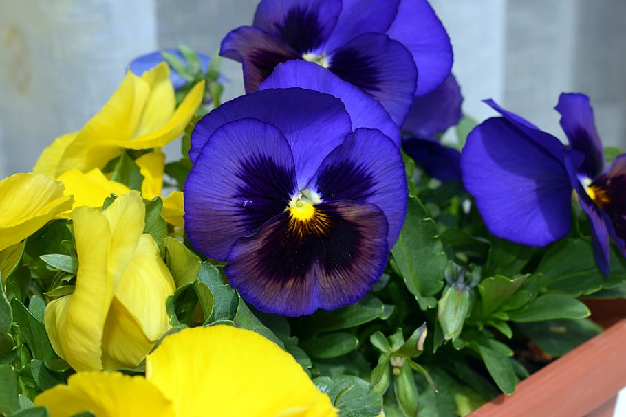 flower, spring, violet, garden, color, blue, flowering plant HD wallpaper