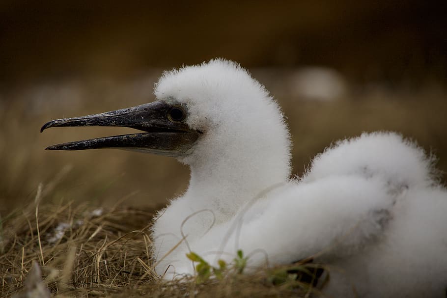 ecuador, galapagos islands, animal, animals in the wild, animal themes HD wallpaper