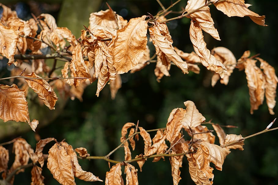 leaf, plant, veins, tree, autumn, leaves, flare, light, vegetation HD wallpaper