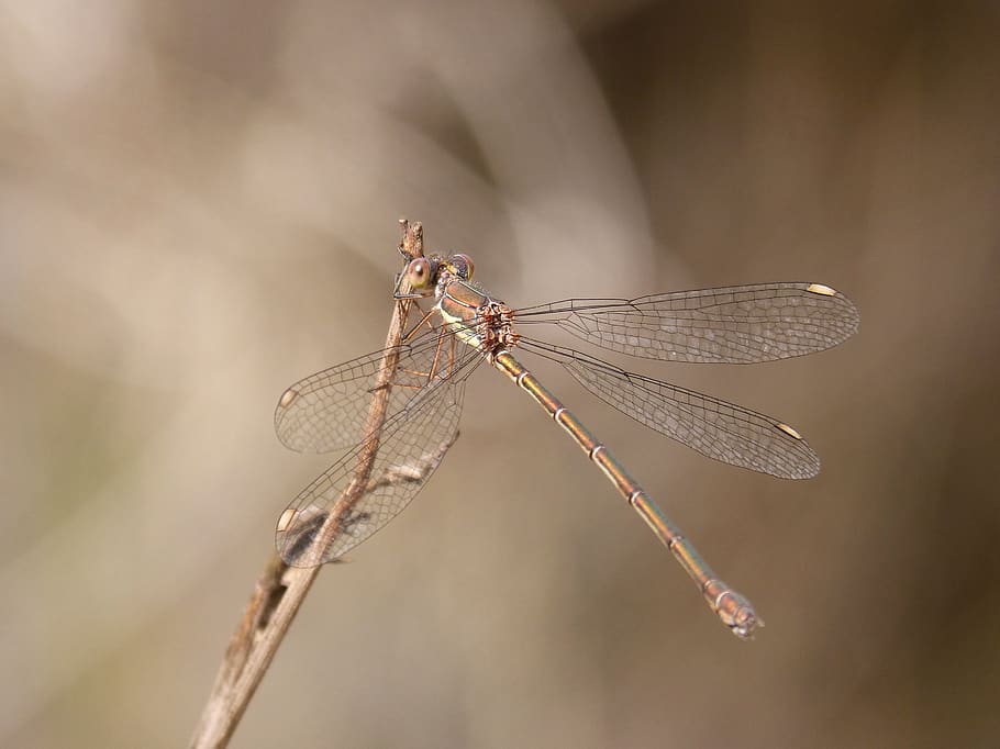 lestes viridis, damselfly, dragonfly, iridescent, green dragonfly HD wallpaper