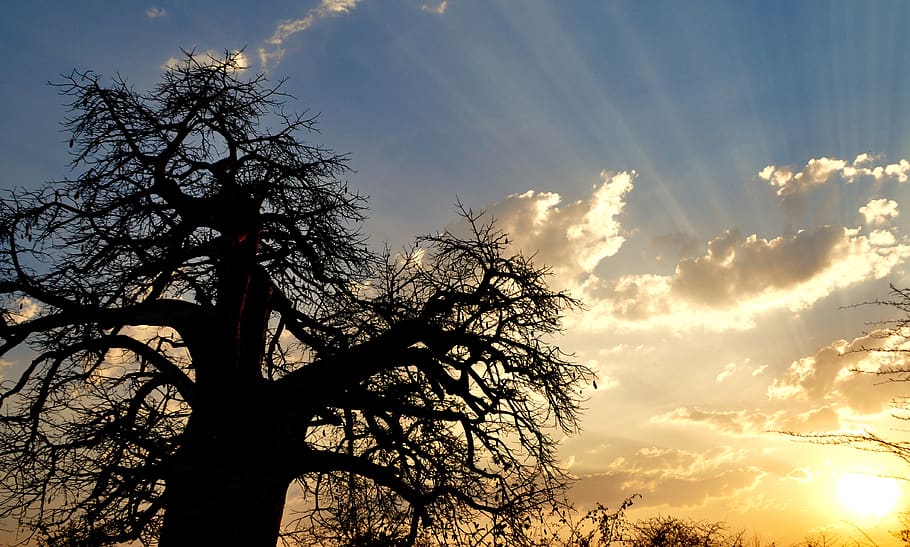 namibia, africa, tree, sky, dawn, cloud - sky, plant, nature HD wallpaper
