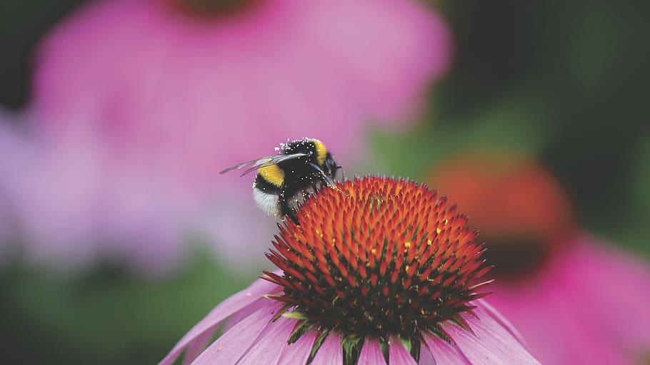 bee, insect, macro, close up, nectar, pollen, flower, autumn HD wallpaper