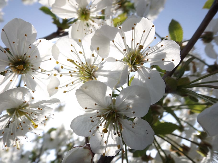 blossom, tree, white, cherry tree, branch, flowers, garden HD wallpaper