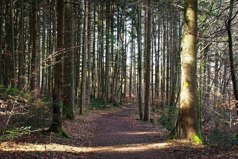 spring, forest, nature, trees, away, frühlingsanfang, idyllic HD wallpaper