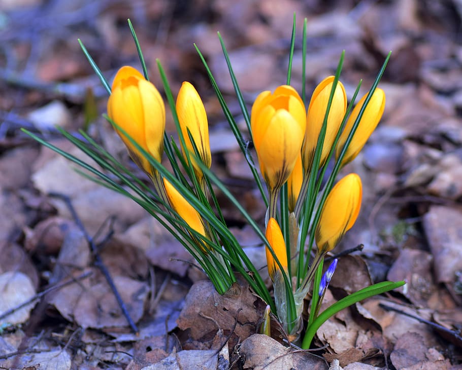 crocus, iris, plant, perennial, flower, flowering plant, yellow HD wallpaper
