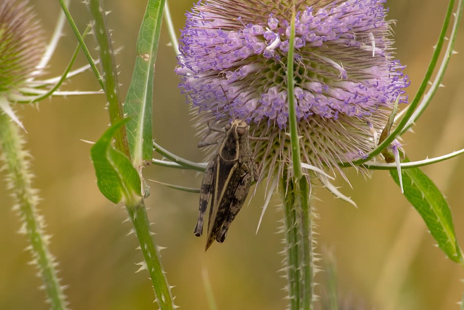 insect, grasshoppers, jumping insects, green, nature, flowers HD wallpaper