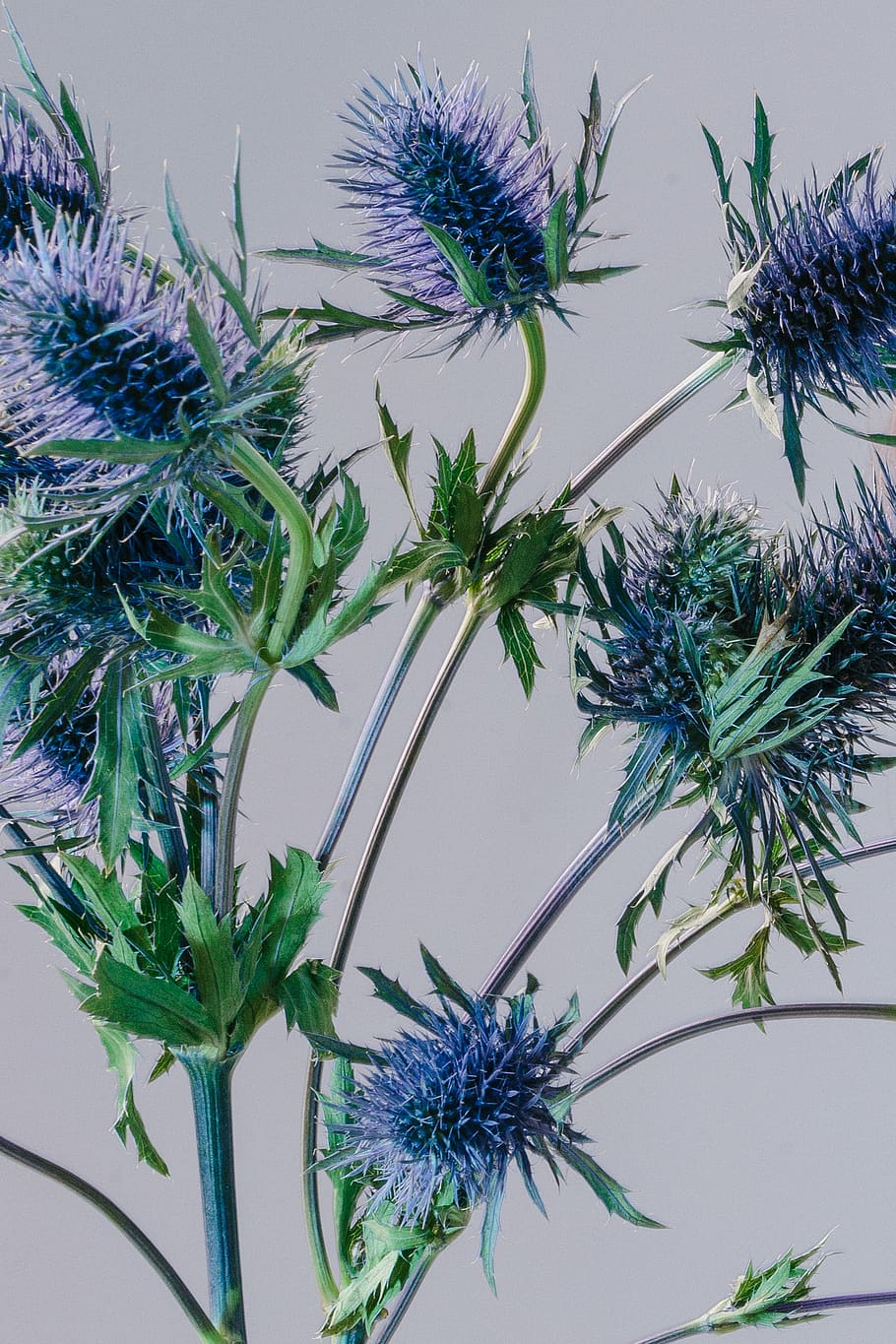 purple spiky flower, plant, growth, flowering plant, nature, no people HD wallpaper