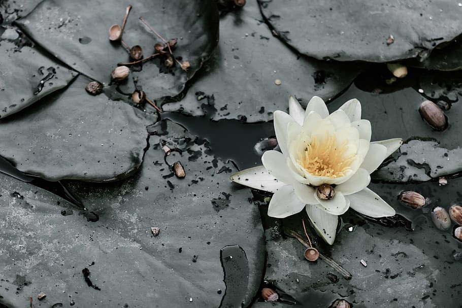 white lotus, flower, flowering plant, petal, beauty in nature HD wallpaper