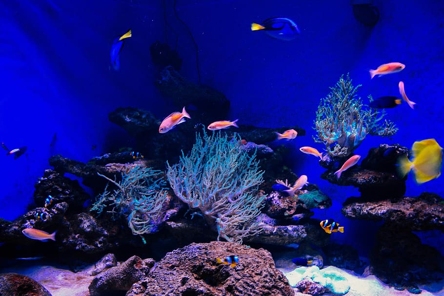 aquarium, fish, tropic, ocean, sea, water, bright, seaweed, HD wallpaper