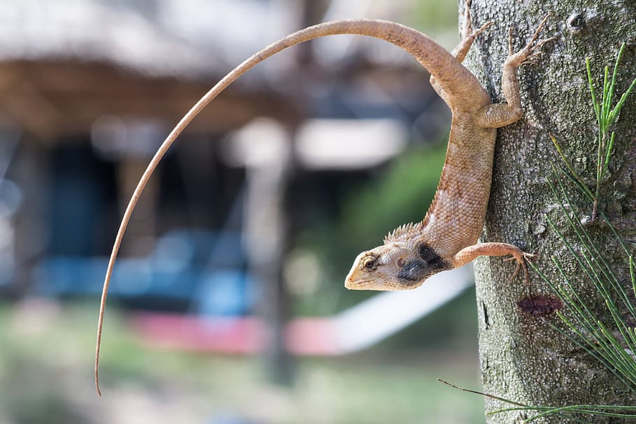 vietnam, phu quoc, animal, beauty, eye, spines, iguanas, tree, HD wallpaper