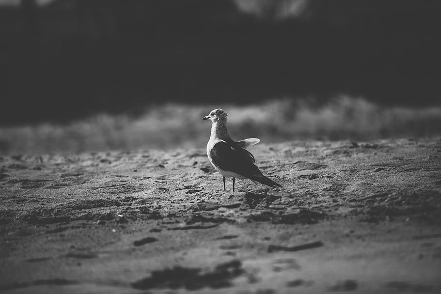 seagull, bird, beach, animal themes, one animal, animals in the wild HD wallpaper