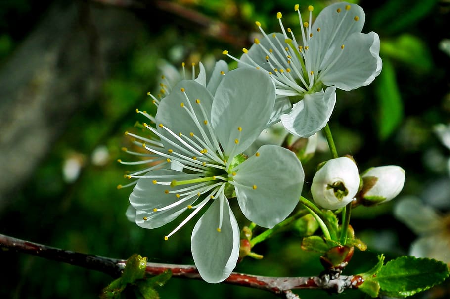 cherry, flower, tree, spring, garden, nature, white, closeup HD wallpaper