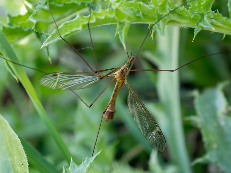 brown insect, animal, invertebrate, dragonfly, anisoptera, cricket insect HD wallpaper