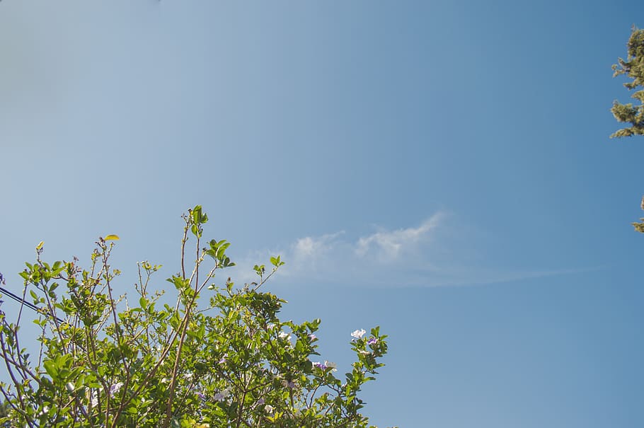 sky, cloud, nubes, green, flower, blue, blue sky, cold, plant HD wallpaper