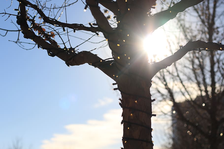tree, lights, sky, nature, outside, bright, sun, low angle view HD wallpaper
