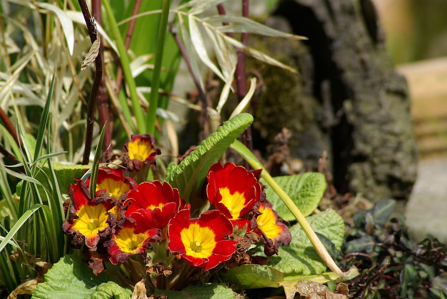 primroses, spring, flower, plant, flowering plant, growth, beauty in nature HD wallpaper