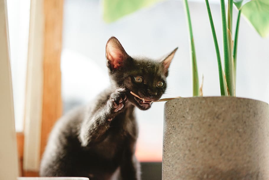 black kitten biting green plant, cat, mammal, pet, animal, south korea HD wallpaper