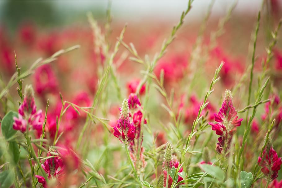 red, flowers, field, meadow, blossom, bloom, plant, nature HD wallpaper