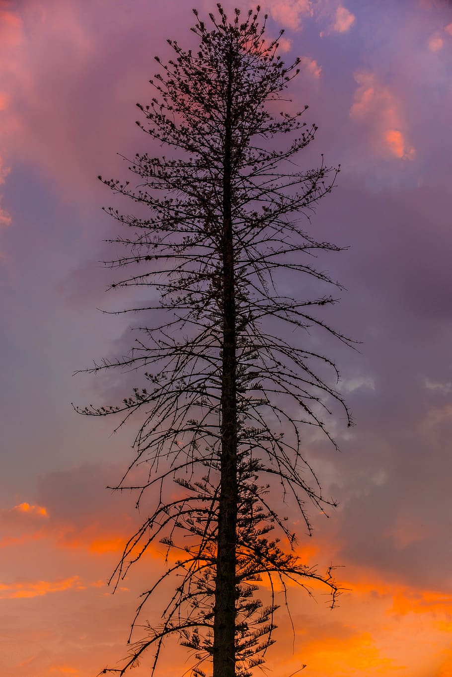 forest, trees, sky, sunset, cloud - sky, beauty in nature, plant, HD wallpaper