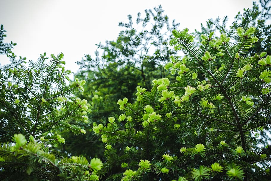 green leafed plant, tree, green color, growth, beauty in nature HD wallpaper