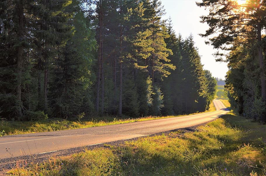 road, summer, sunset, tree, forest, vaggeryd, green, grass HD wallpaper