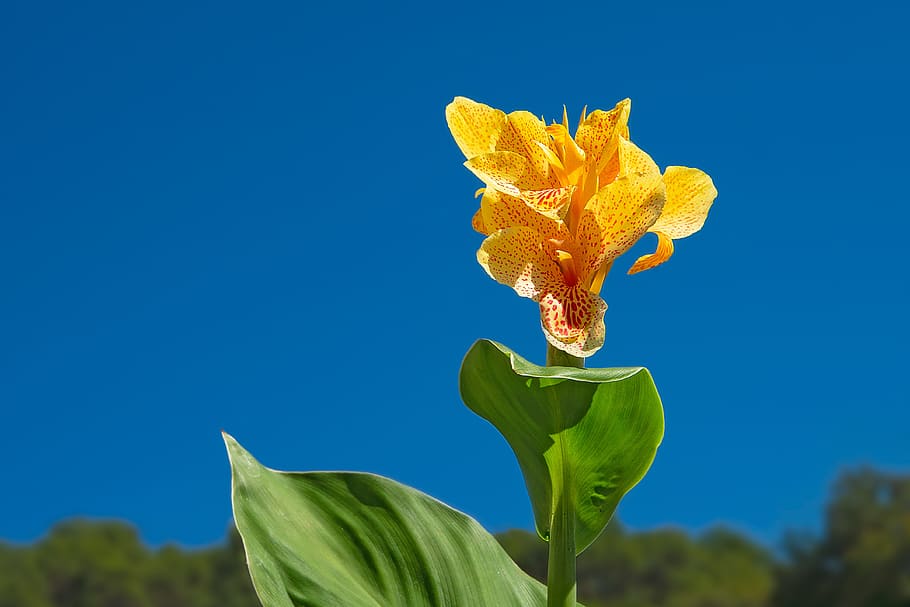 canna, flower, yellow, leaf, perennial, tropical plant, ornamental plant HD wallpaper