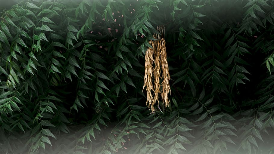 india, indore, green color, plant, growth, leaf, plant part HD wallpaper