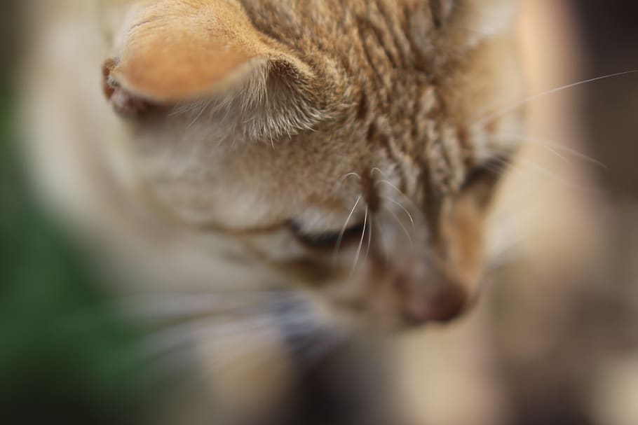 india, coimbatore, mammal, one animal, animal themes, cat, domestic cat HD wallpaper