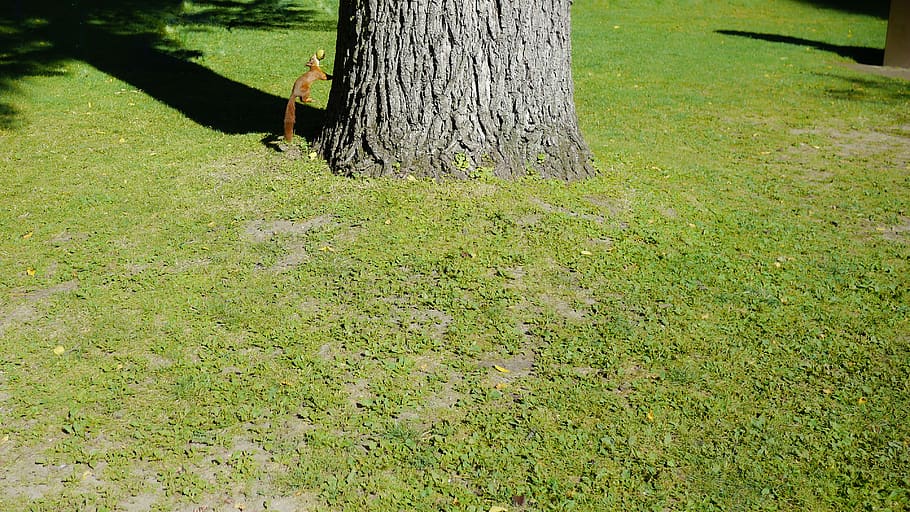 tree, squirrel, park, goods, home, success, winner, plant, grass HD wallpaper