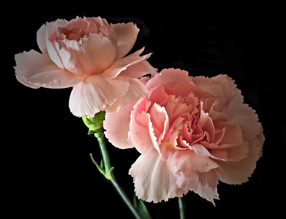 flowers, cloves, spring carnations, pink, tender, fedrge petals HD wallpaper
