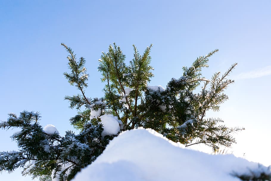 tree, snow, green, sky, sun, fir, reflexion, plant, low angle view HD wallpaper