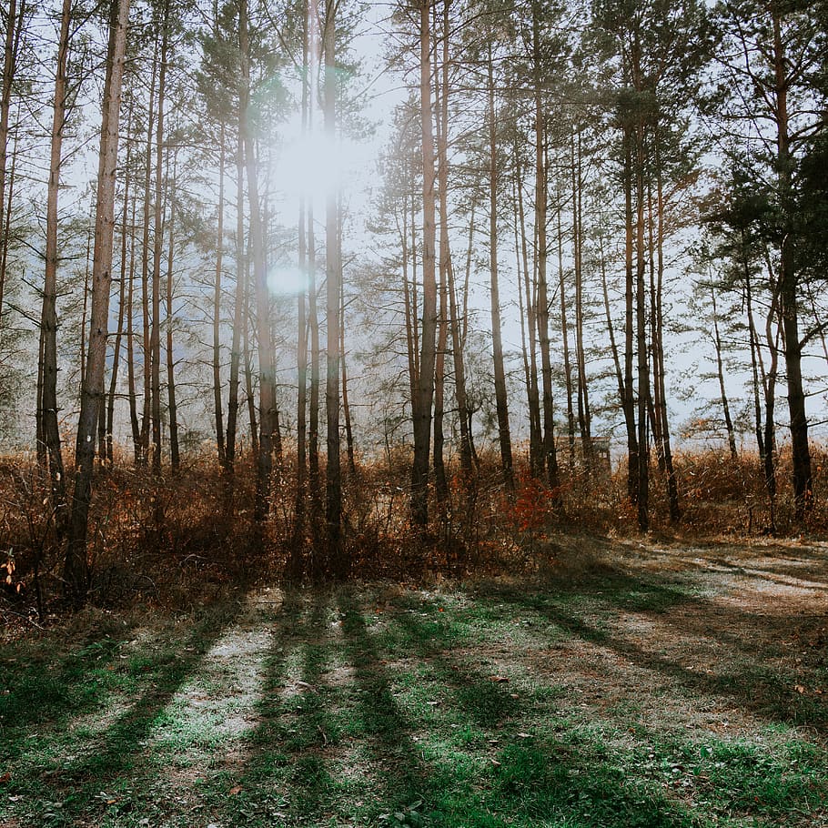 sun rays through the trees, outdoors, nature, plant, vegetation HD wallpaper
