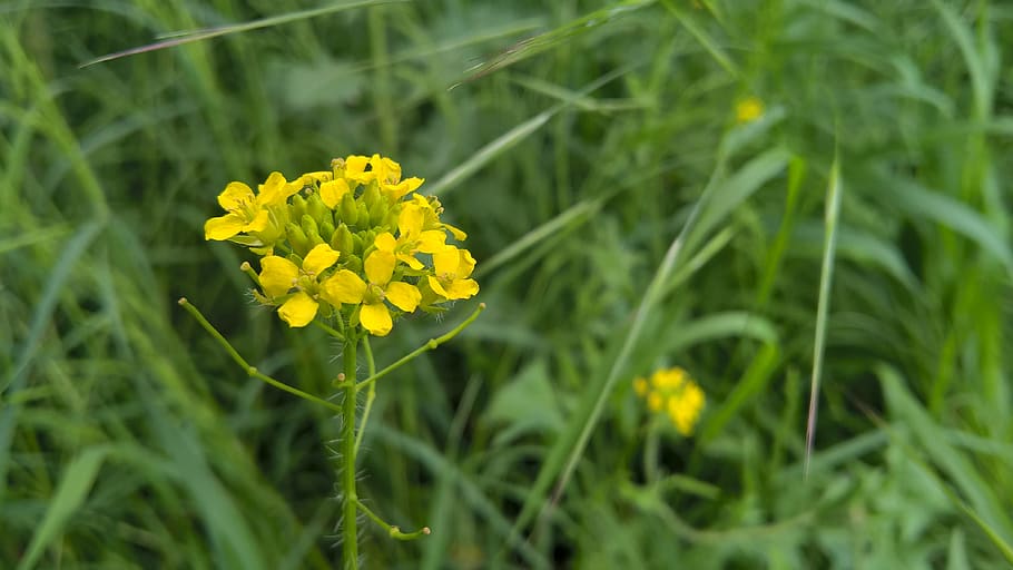 flower, nature, garden, spring, yellow flower, flowering plant HD wallpaper