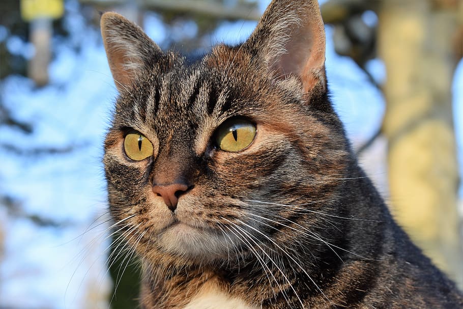 cat, mackerel, view, focused, watch, pet, domestic cat, cat face HD wallpaper