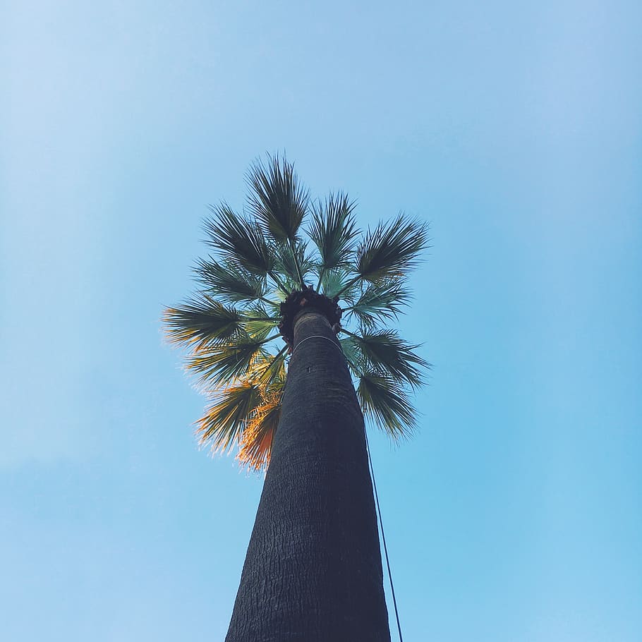 italy, rome, sky, tree, low angle view, palm tree, blue, tropical climate HD wallpaper