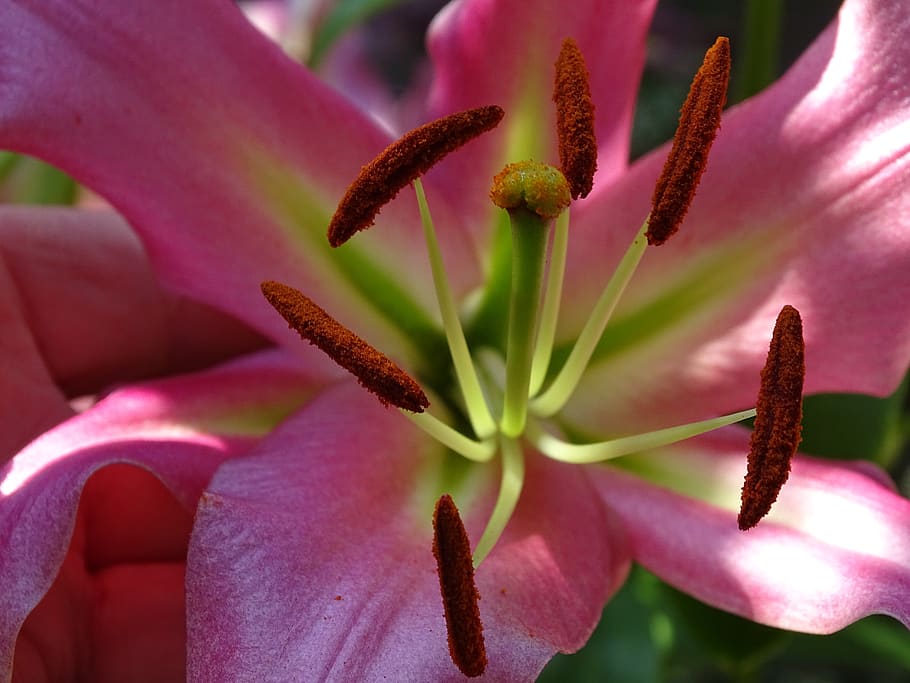 Пестик цветка. Lily Blossom.