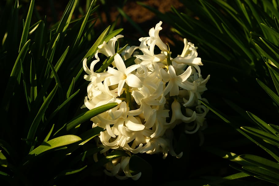 blossom, bloom, spring, hyacinth, garden, flower, white, plant HD wallpaper