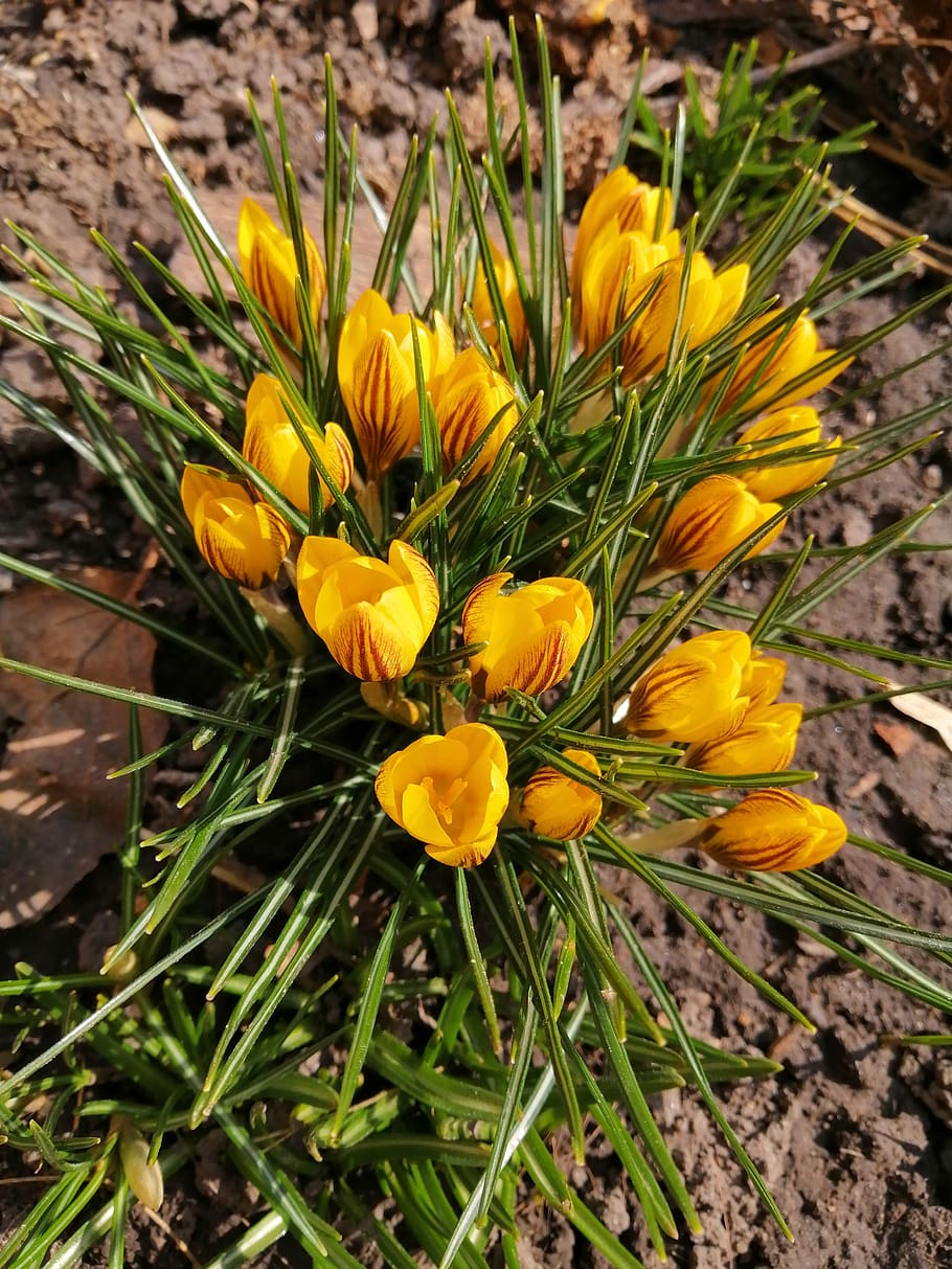 flower, nature, flowers, spring, blossom nature, flowering plant HD wallpaper