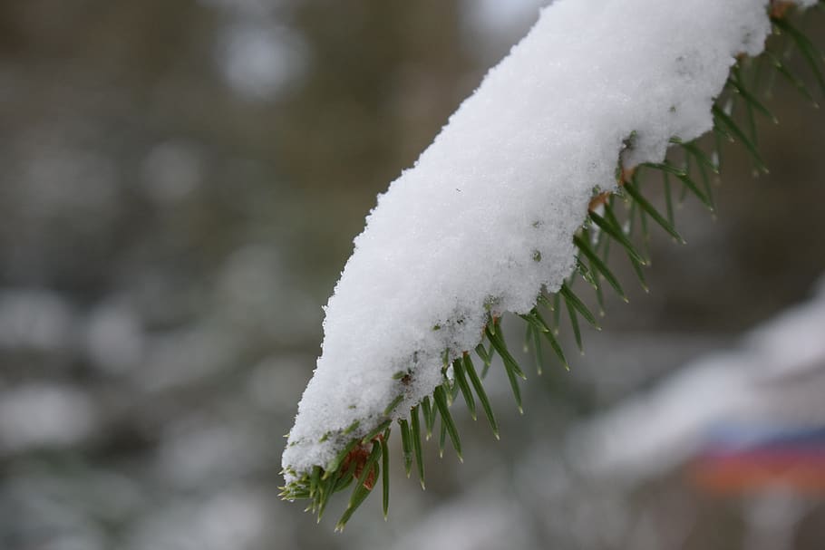 snow, forest, winter, wintry, pine, snowfall, snowy, frost HD wallpaper