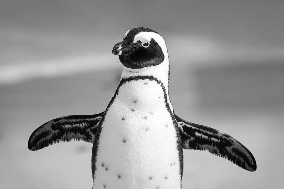 penguin screensaver for mac
