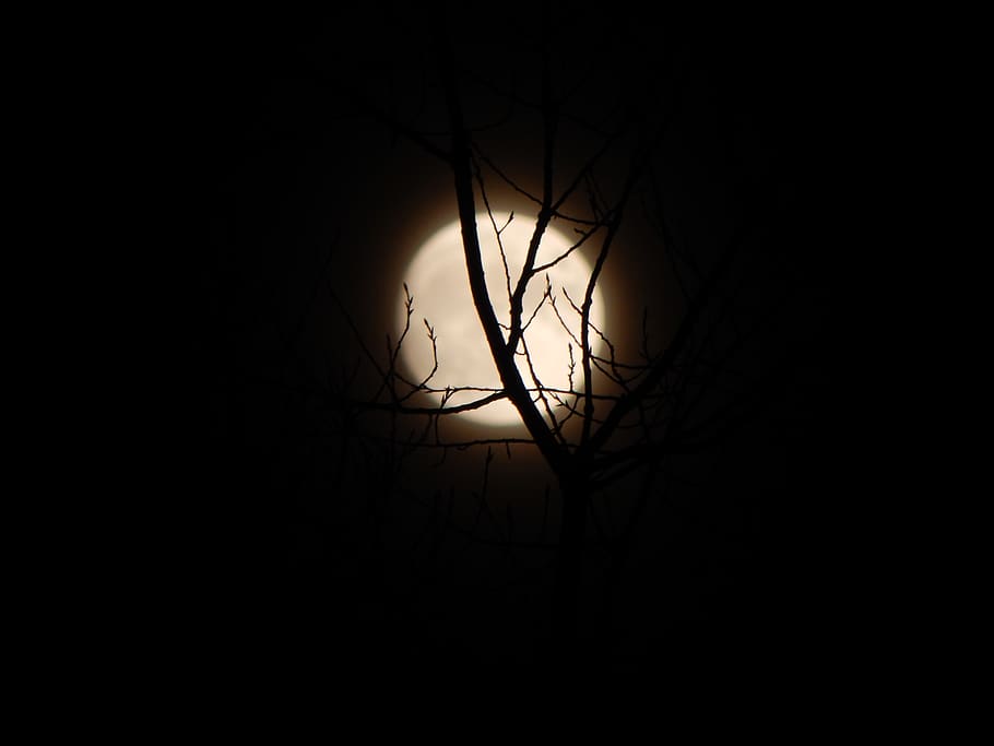 mond, nacht, vollmond, zweige, bäume, silhouette, moon, branch, HD wallpaper