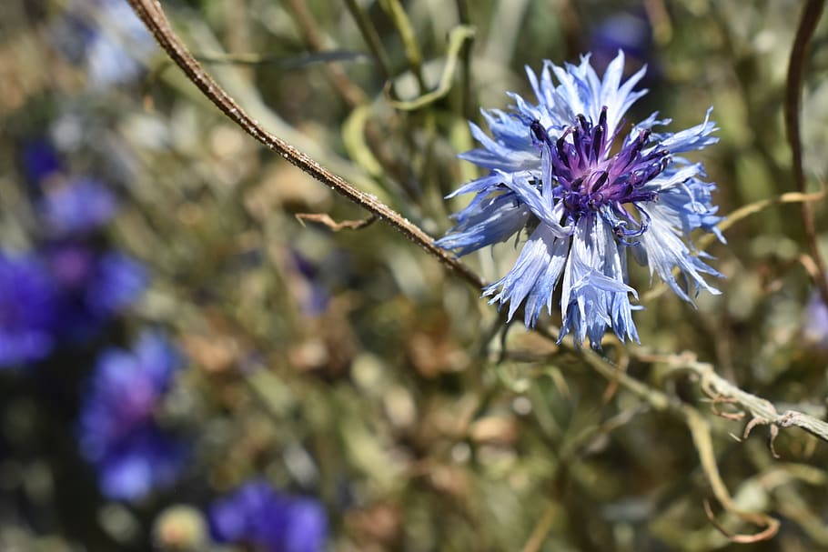 blue, flower, macro, flowering plant, fragility, purple, vulnerability HD wallpaper