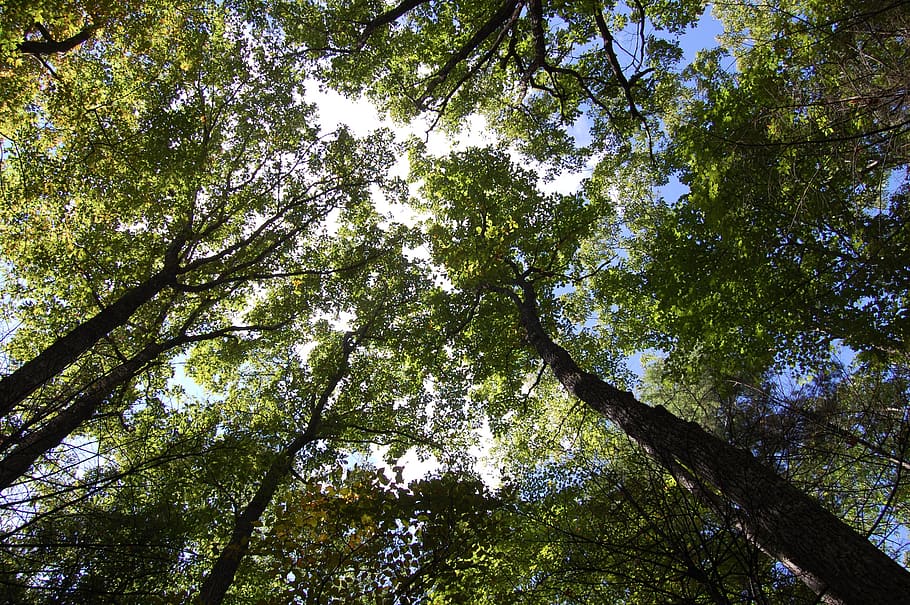 trees, sky, clouds, nature, outdoors, scenic, mood, rural, spring HD wallpaper
