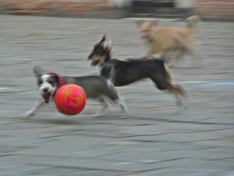 italy, venice, motion, mammal, animal themes, domestic, pets HD wallpaper