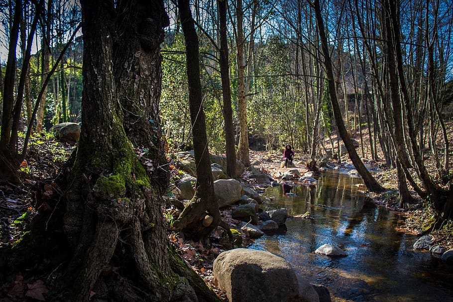 gualba, forest, nature, trees, montseny, landscape, river, spain HD wallpaper