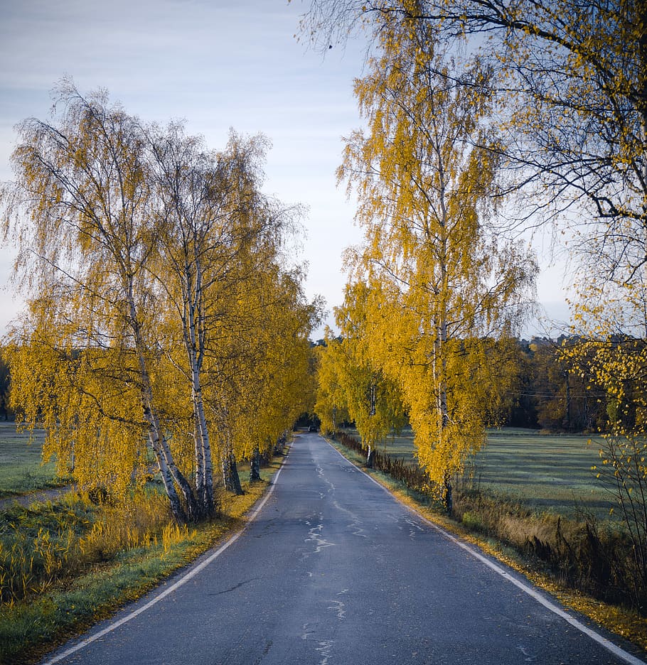 finland, turku, ruissalo, road, autumn, colors, yellow, birches, HD wallpaper