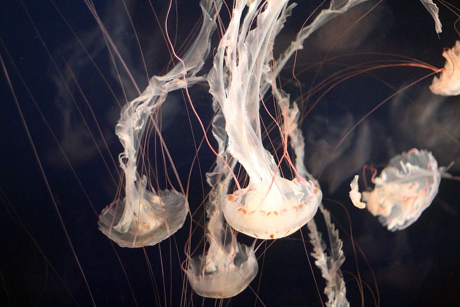 White Jellyfishes Swimming Downwards Close-up Photography, aquarium HD wallpaper