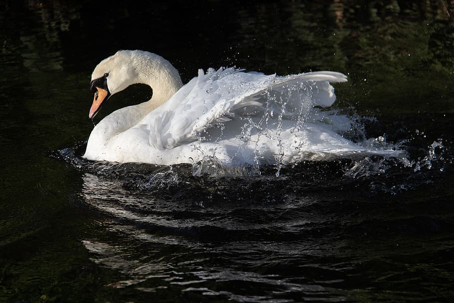 swan in water, animal, bird, united kingdom, christchurch, penguin HD wallpaper